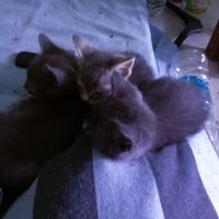 две сиви котенца момичета търсят семейство , снимка 4 - Руска синя котка - 45626946