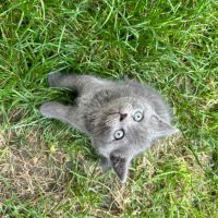 Британска късокосместа котка, снимка 5 - Британска късокосместа - 46111444