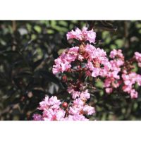 Lagerstroemia'Rhapsody in Pink-Индийски люляк рапсодия в розово, снимка 1 - Градински цветя и растения - 45322617