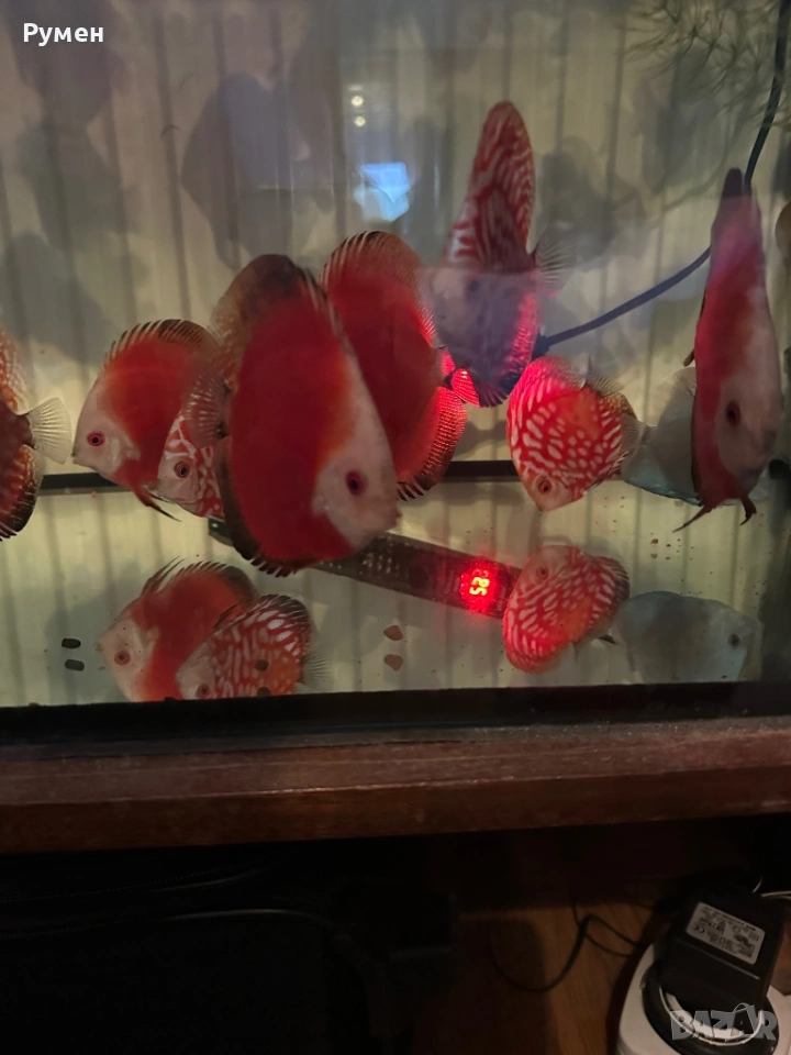 Продавам млади дискуси, снимка 1