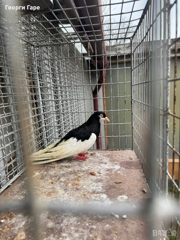 Ямболски акман, снимка 1