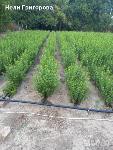 Лигустрем за жив плет, снимка 1