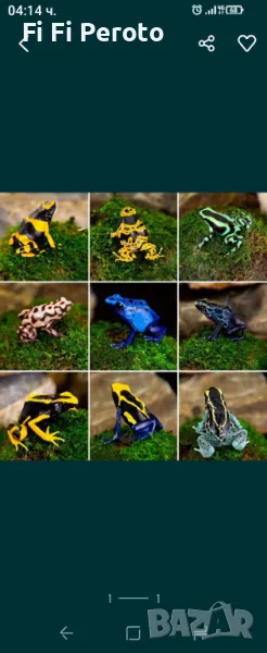 жаби дърволази dendrobates frog, снимка 1