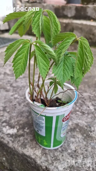 Продавам растения Дива лоза (Parthenocissus quinquefolia), снимка 1