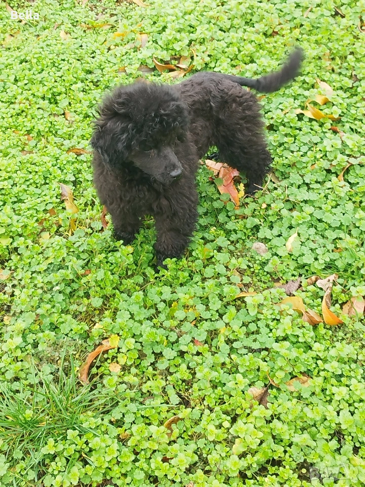 Мини пудел, снимка 1