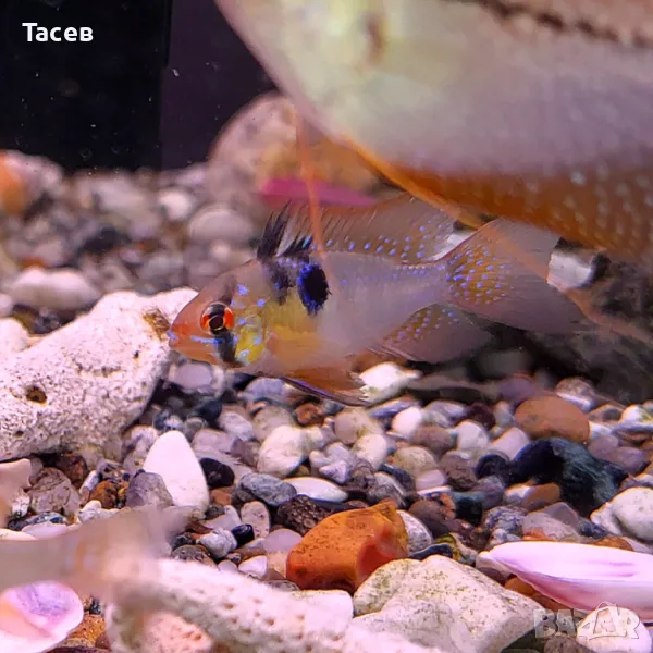 Рамирези, снимка 1