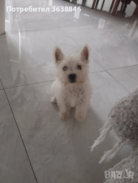 уест хайленд териер, снимка 1