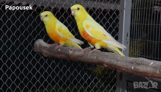 ПОЙНИ ПАПАГАЛИ , снимка 13 - Папагали - 52979206