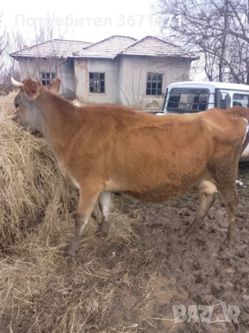 Крава Жарсе , снимка 2 - Крави - 53583667