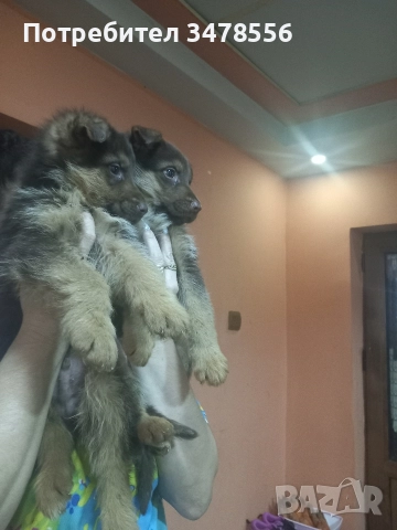 Немска овчарка , снимка 3 - Немска овчарка - 52654157