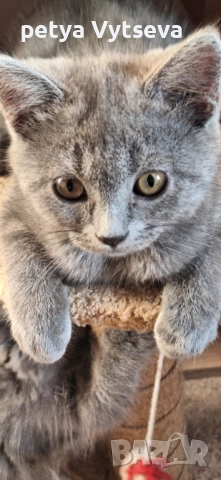 Продавам пританчета, снимка 3 - Британска късокосместа - 52646495