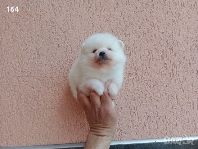 Бели Померани на различни възрасти., снимка 7 - Померан - 54135417