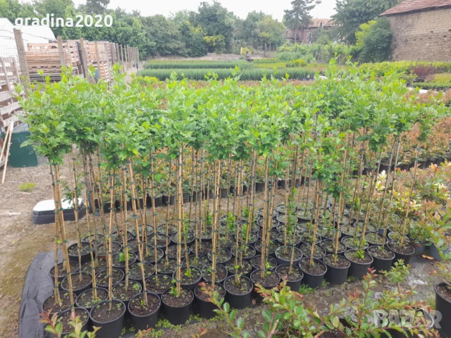 Хибискус Кичест - Щамба Цветове   Бала , Розова и Червена , снимка 12 - Разсади - 46653636