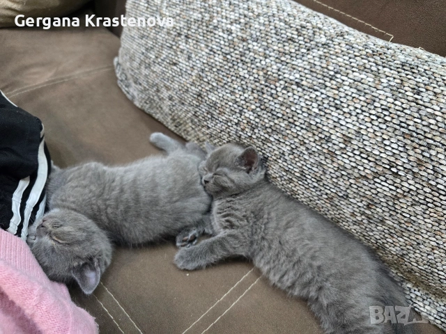 Британски котенца, снимка 4 - Британска късокосместа - 53950829