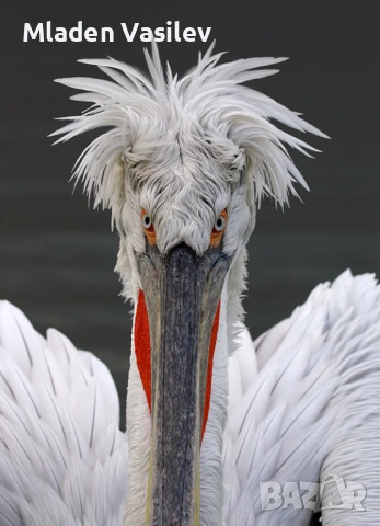 Дигитални авторски фотографии на природа(птици, бозайници, пеперуди, влечуги, земноводни и др.), снимка 10 - Други - 53943304