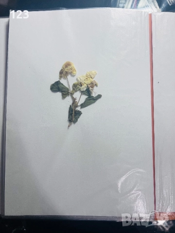 Хербарии по Биология, снимка 7 - Ученически пособия, канцеларски материали - 52644053