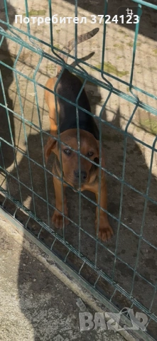 Балканкско гонче