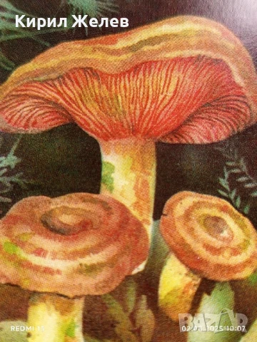 Старо календарче серия диви гъби за КОЛЕКЦИЯ ДЕКОРАЦИЯ 24889, снимка 2 - Колекции - 51224206