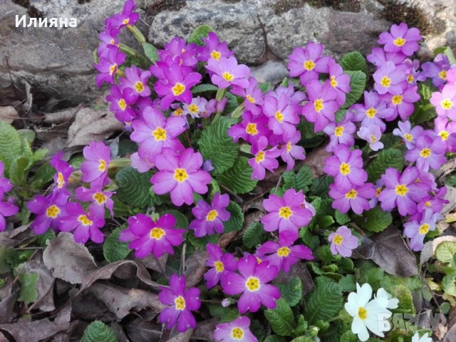 Песто от Коприва,Песто от Левурда,Самардала,Левурда,Лапад,Коприва,Розмарин,Иглика, снимка 8 - Домашни продукти - 44686378