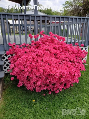 Азалия 3 цвята 