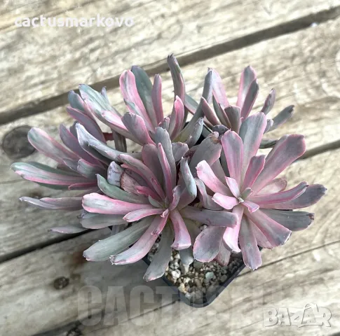 Echeveria hoveyi f. variegata, снимка 3 - Стайни растения - 46975427