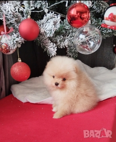 продавам померанчета, снимка 6 - Померан - 52908550