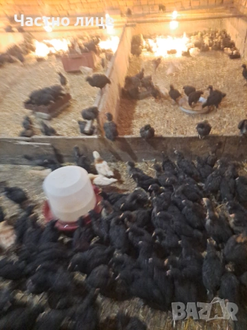 Пилета супер харко, снимка 8 - Кокошки и пуйки - 53442340