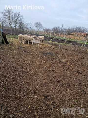 Продавам бременни овце , снимка 2 - Овце - 52854488