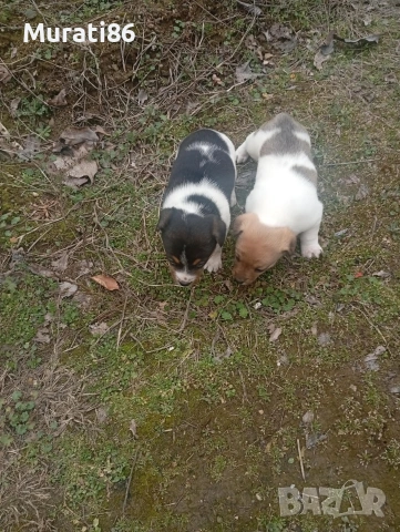 Женски Джак ръсел, снимка 2 - Джак ръсел териер - 54015646