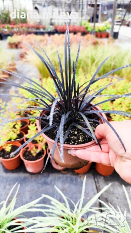 Промо пакет от 6 бр Декоративни треви, снимка 7 - Градински цветя и растения - 52101684