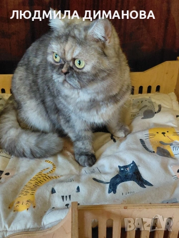 Екзотично женско , снимка 2 - Персийска - 53943234