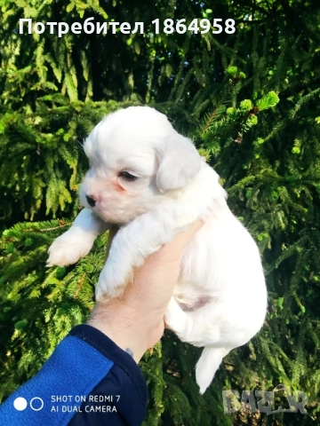 СУПЕР МИНИ МАЛТИЙСКА БОЛОНКА Доставка, снимка 2 - Болонка - 52091591