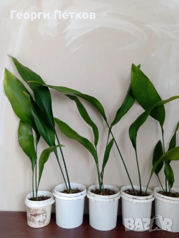 Семейно щастие (Аспидистра) с височина 50-70см., снимка 2 - Стайни растения - 51306655
