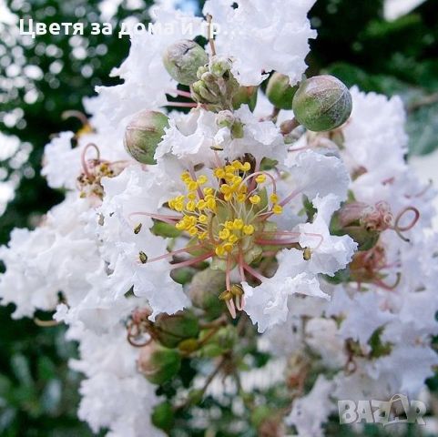 Индийски люляк Lagerstroemia- бял, снимка 4 - Разсади - 46652623