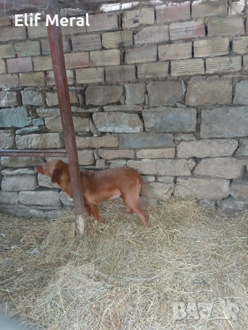 Ловно куче гонче, снимка 6 - Гонче - 53164333