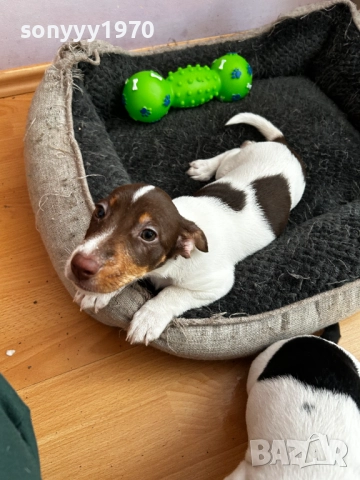 ПОСЛЕДНА БРОЙКА-ДЖАК РЪСЕЛ С ВАКСИНА И ПАСПОРТ 2110252159, снимка 4 - Джак ръсел териер - 52136452