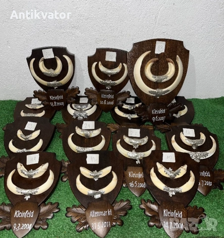 Глиги - зъби от диво прасе 