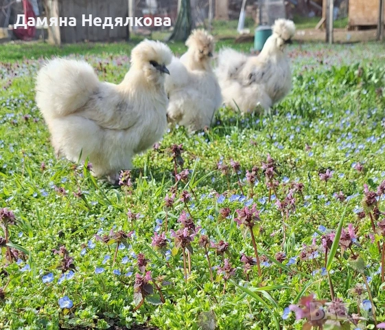 яйца от австралорп и копринка , снимка 7 - Кокошки и пуйки - 54190450