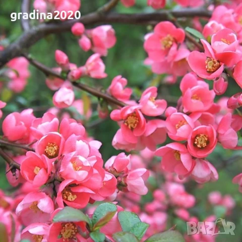 Японска дюля - Цидония  Налични 3 цвята, снимка 7 - Разсади - 41169718