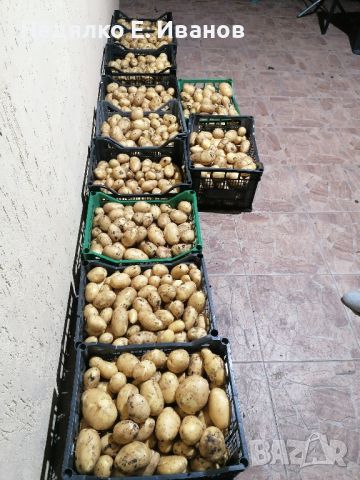 картофи Сорая , снимка 1 - Домашни продукти - 45899785