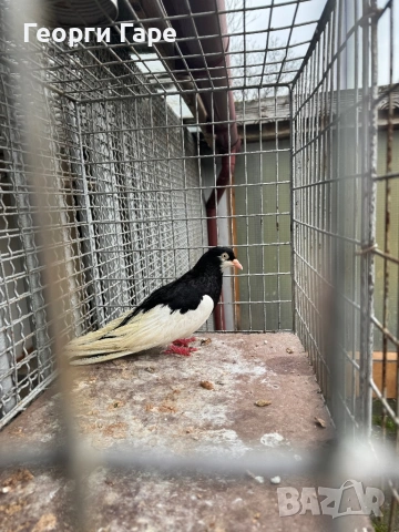 Ямболски акман