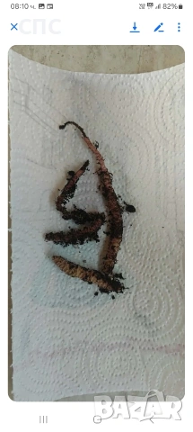 Продавам ризоми,грудки на колерии , снимка 6 - Стайни растения - 53948873