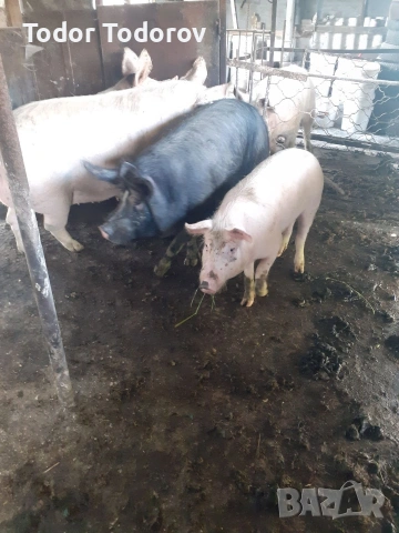 Домашни прасета, снимка 2 - Прасета - 54289812