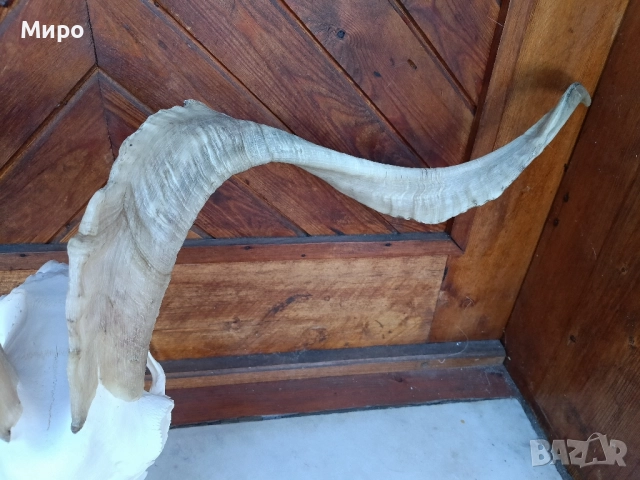 Череп от пръч. Козел, снимка 4 - Декорация за дома - 51275694