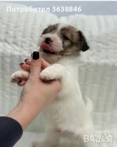 Твърдосокмест джак ръсел, снимка 5 - Джак ръсел териер - 49659819