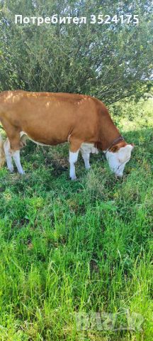 Крава, снимка 1 - Крави - 46455372
