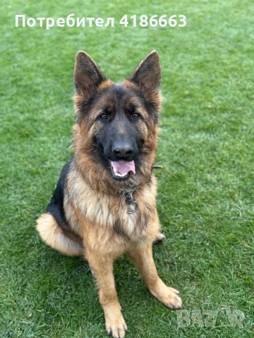 Немска овчарка момиче, снимка 4 - Немска овчарка - 53517263