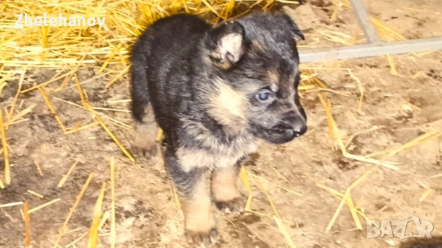 Немска Овчарка от Развъдник "Von Zhelehanov", снимка 4 - Немска овчарка - 52180692