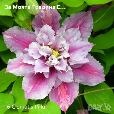 Клематис - 28 различни сорта , снимка 7 - Градински цветя и растения - 49760995