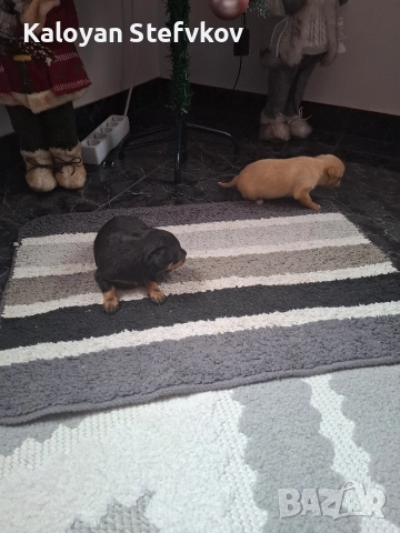 мини пинчер , снимка 8 - Пинчер - 52882492